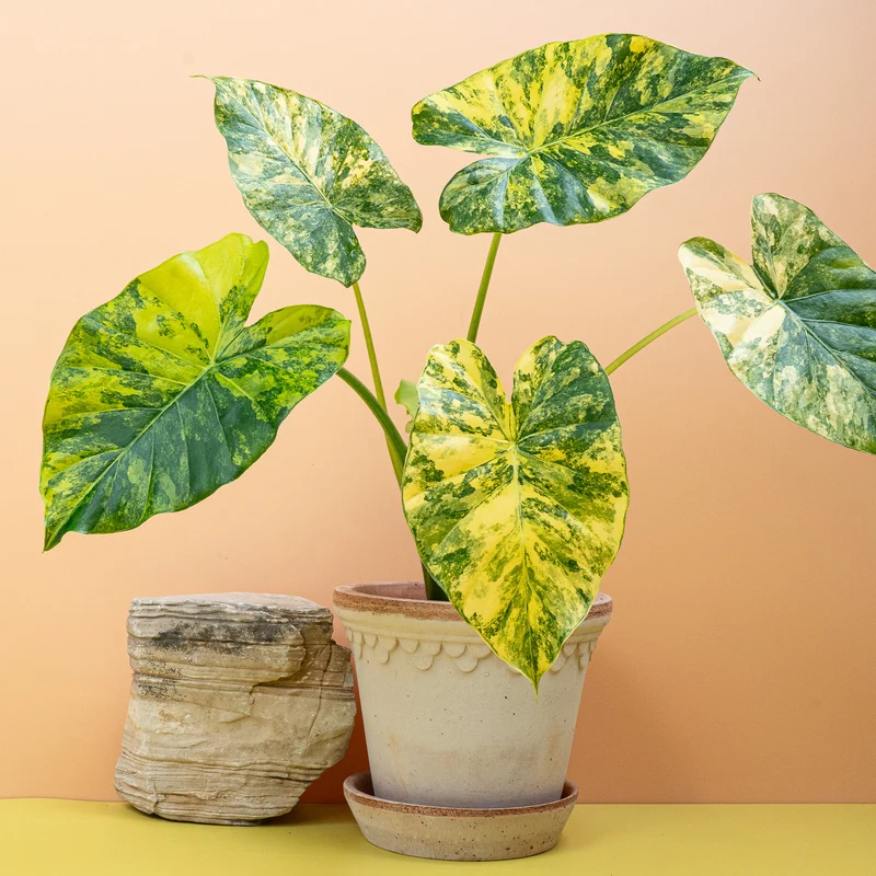 ALOCASIA MACRORRHIZA VARIEGATA AUREA