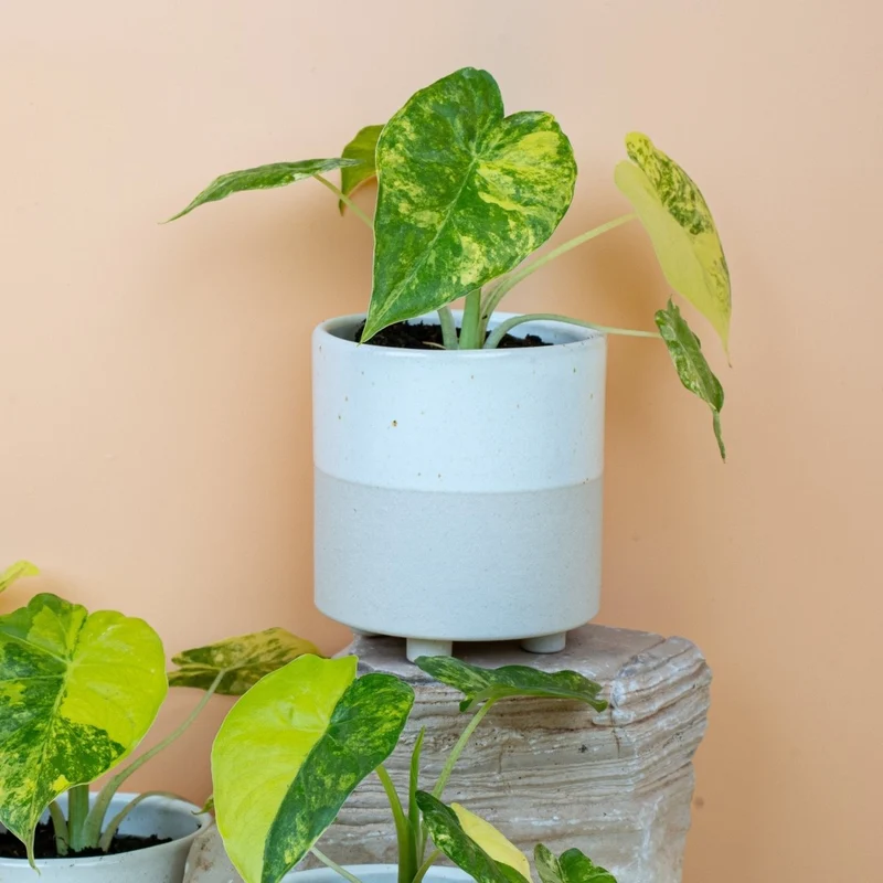 ALOCASIA MACRORRHIZA VARIEGATA AUREA