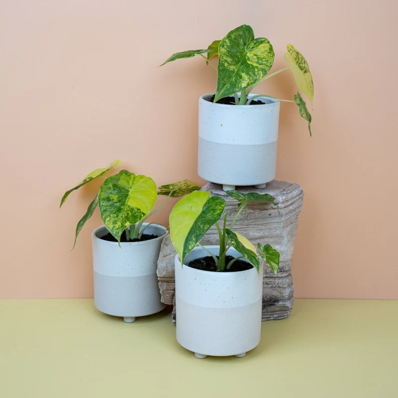 ALOCASIA MACRORRHIZA VARIEGATA AUREA