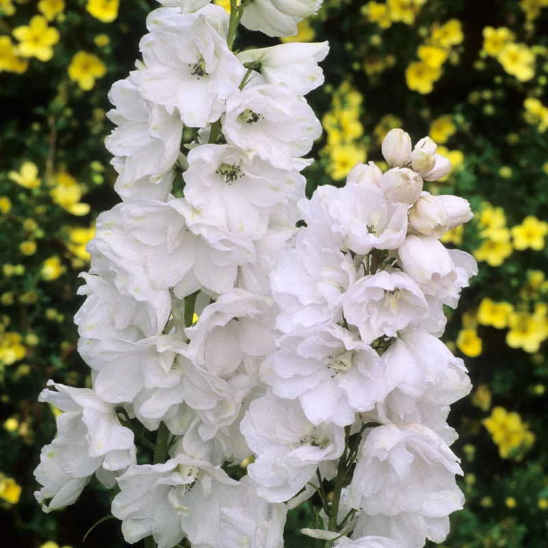 Rittersporn 'Galahad'