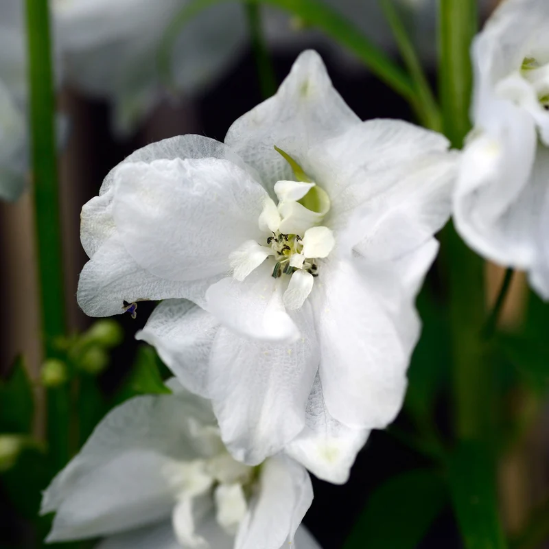 Rittersporn 'Galahad'