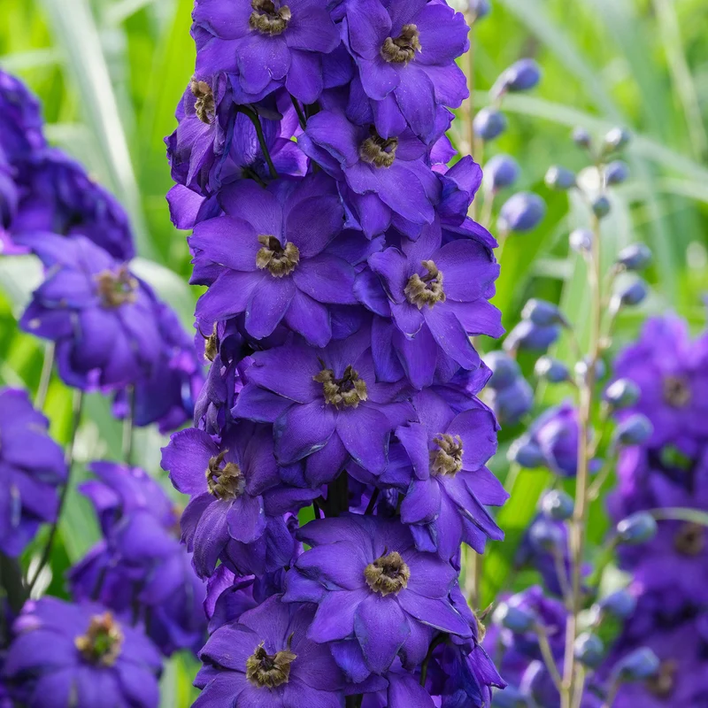 Rittersporn 'Black Knight'