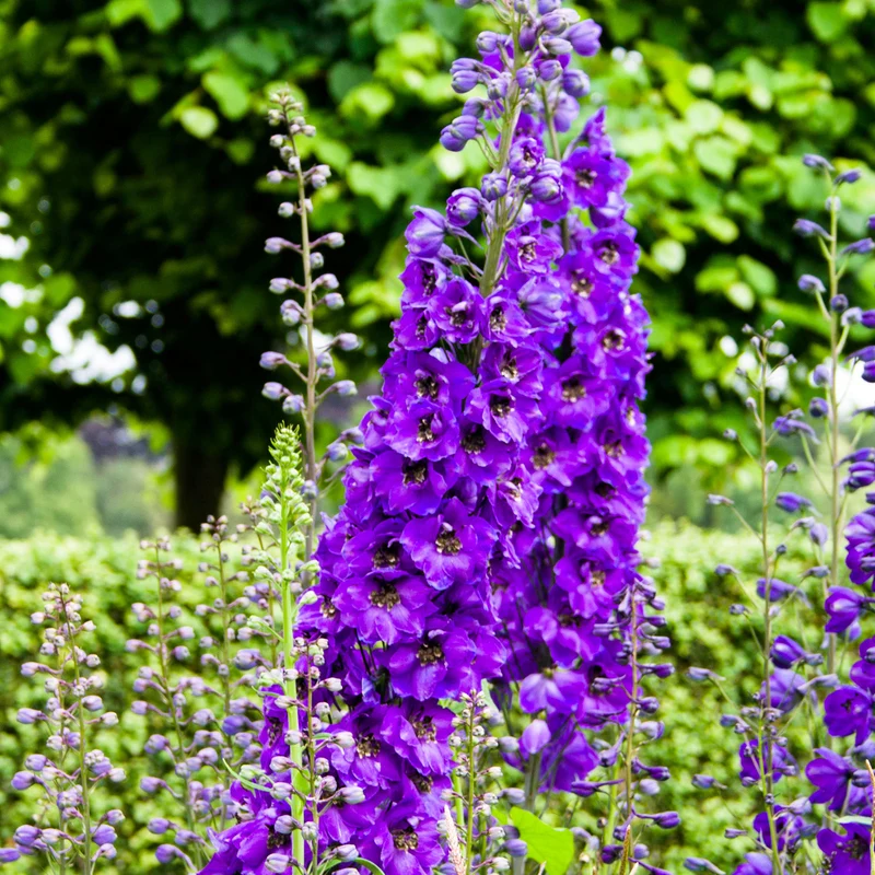 Rittersporn 'Black Knight'