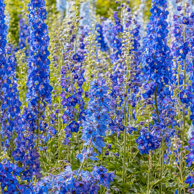 Rittersporn 'Blue Bird'