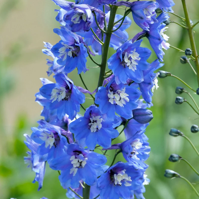 Rittersporn 'Blue Bird'