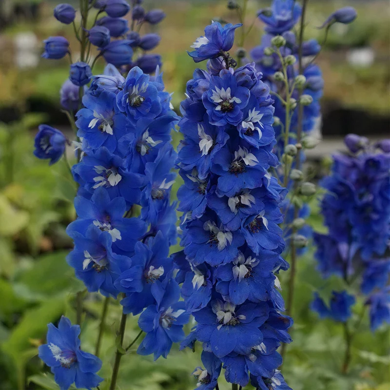 Rittersporn 'Blue Bird'