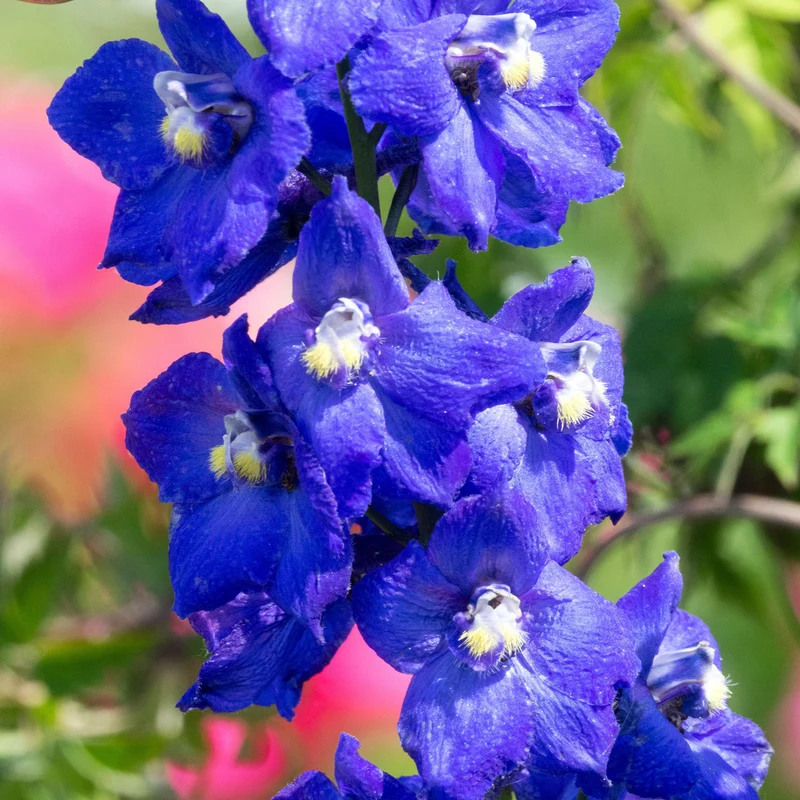 Rittersporn 'Atlantis'