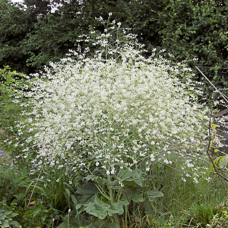 Riesenschleierkraut