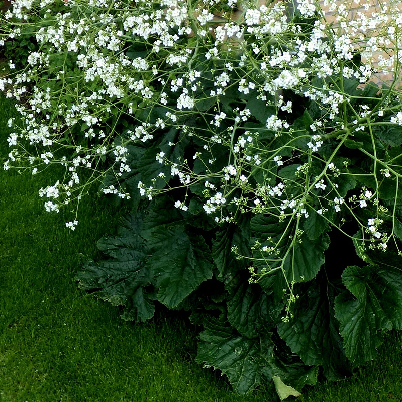 Riesenschleierkraut
