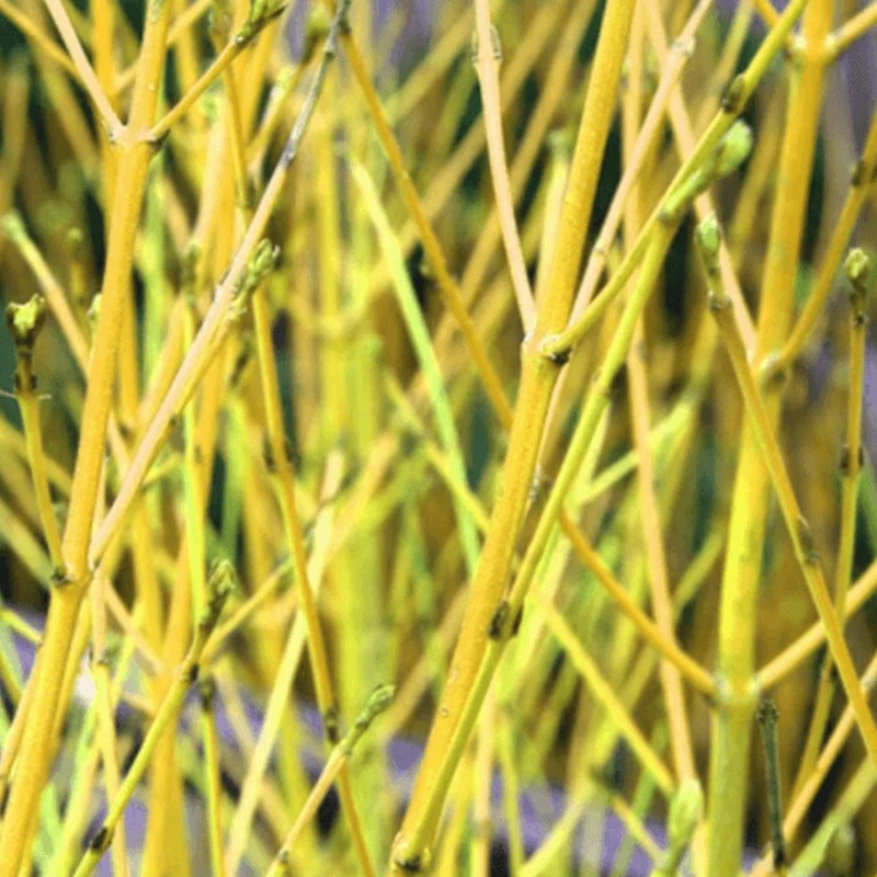 Hartriegel 'Flaviramea'