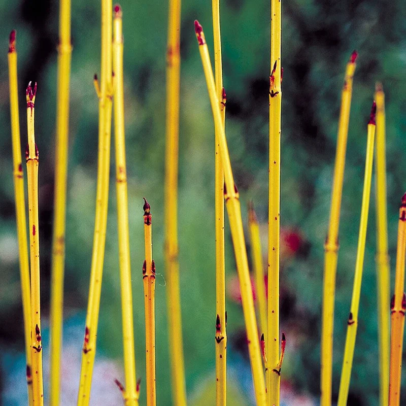 Hartriegel 'Flaviramea'