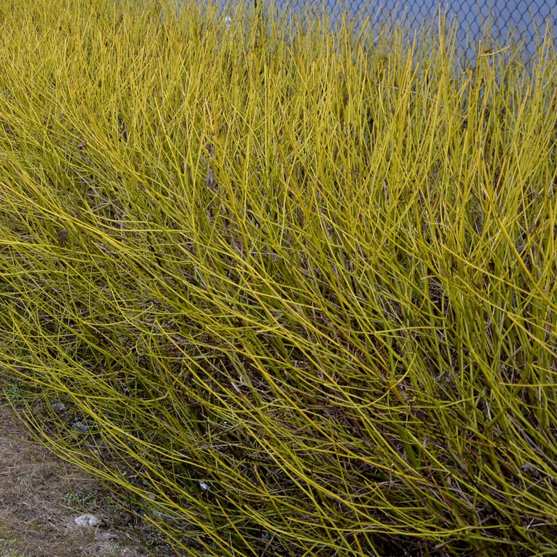 Hartriegel 'Flaviramea'
