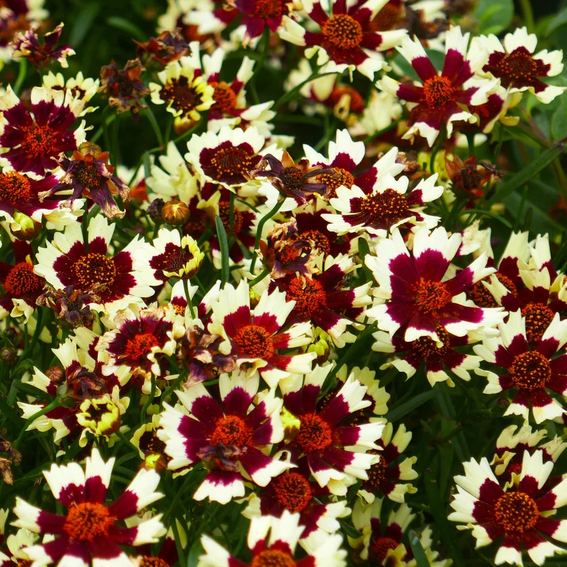Mädchenauge 'Ruby Frost'