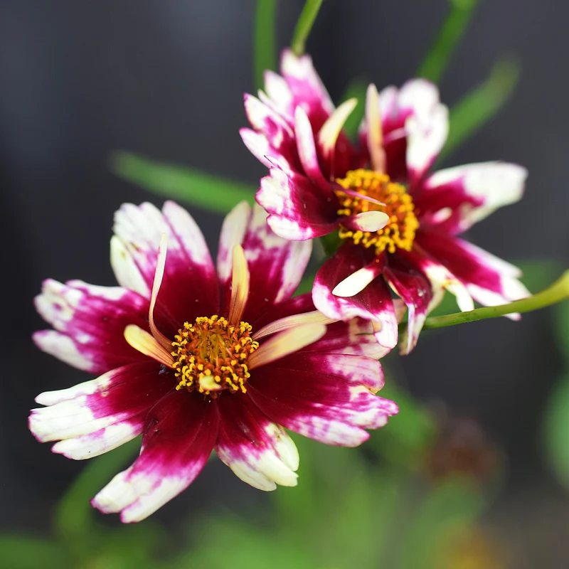 Mädchenauge 'Ruby Frost'