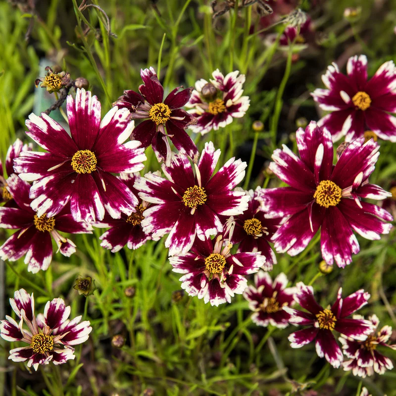 Mädchenauge 'Ruby Frost'