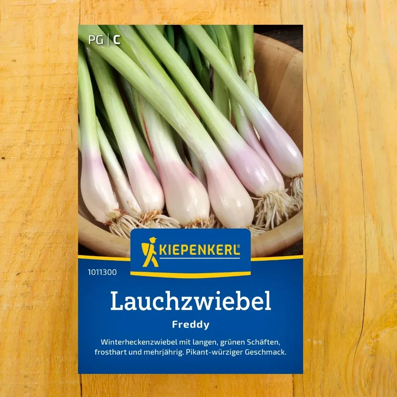 Zwiebel Freddy (Winterhecke)