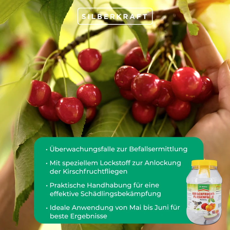 Kirschfruchtfliegenfalle Nachfüllpack: Wirksame Monitoring-Lösung für Obstbäume