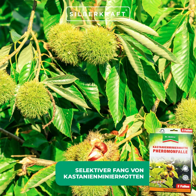 Effektive Pheromon-Falle gegen Kastanienminiermotten