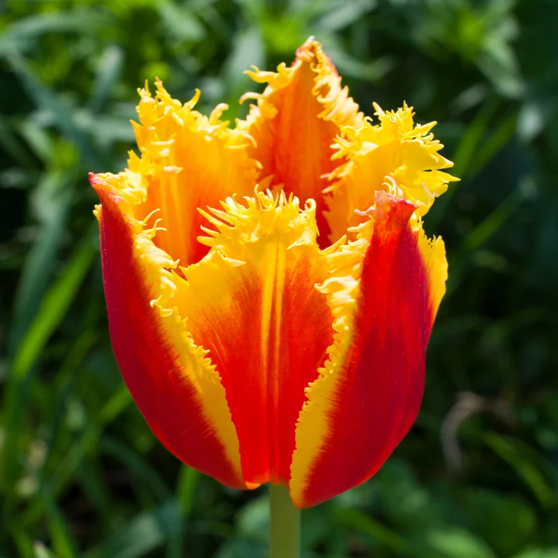 Tulpe 'Fabio'