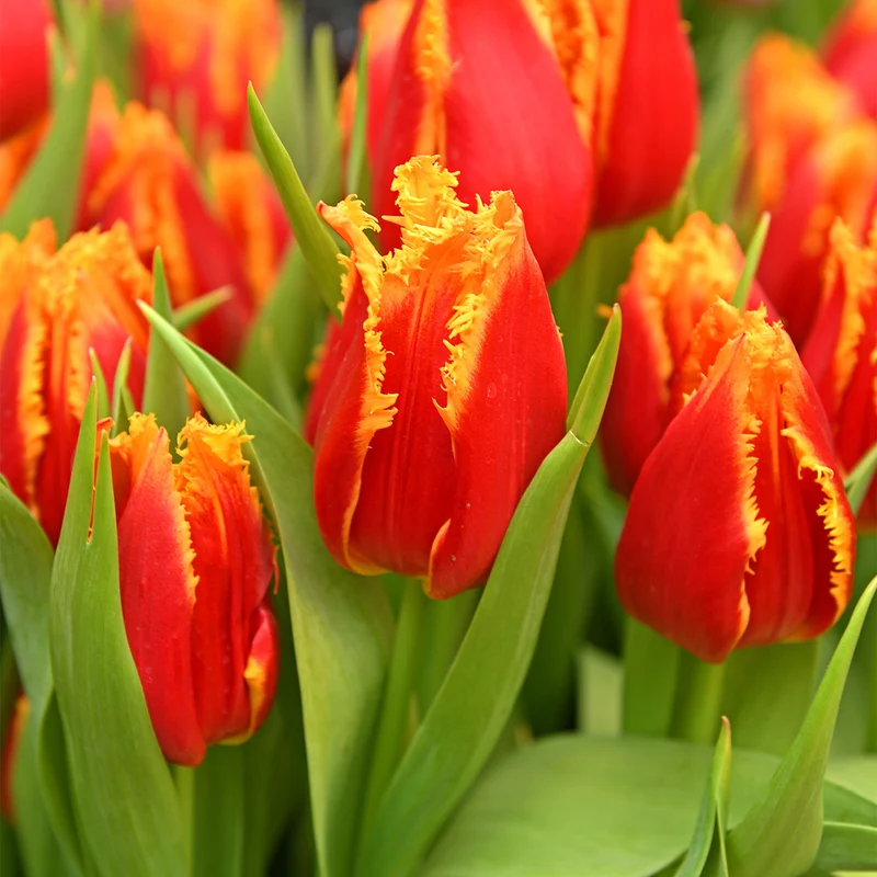 Tulpe 'Fabio'