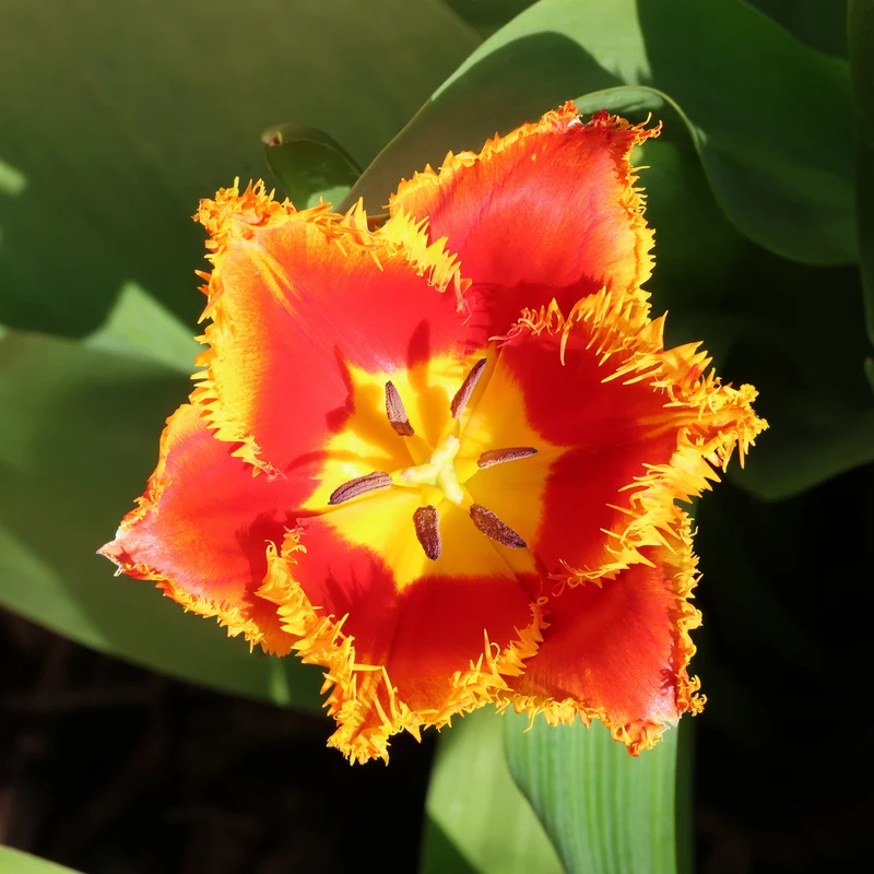 Tulpe 'Fabio'