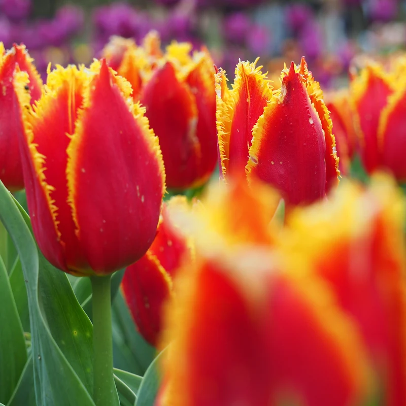 Tulpe 'Fabio'