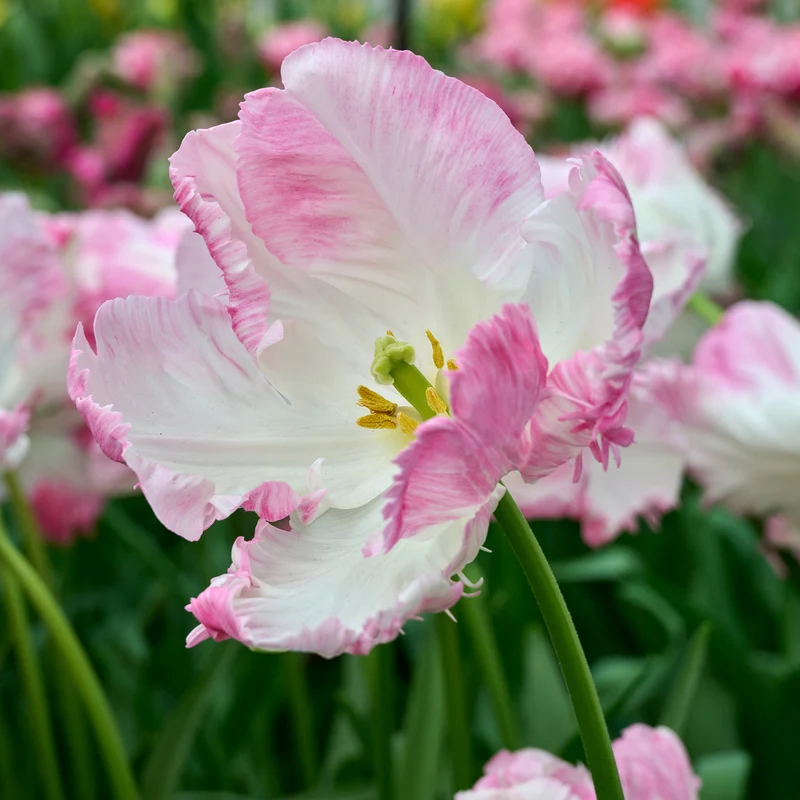 Tulpe 'Cabanna'