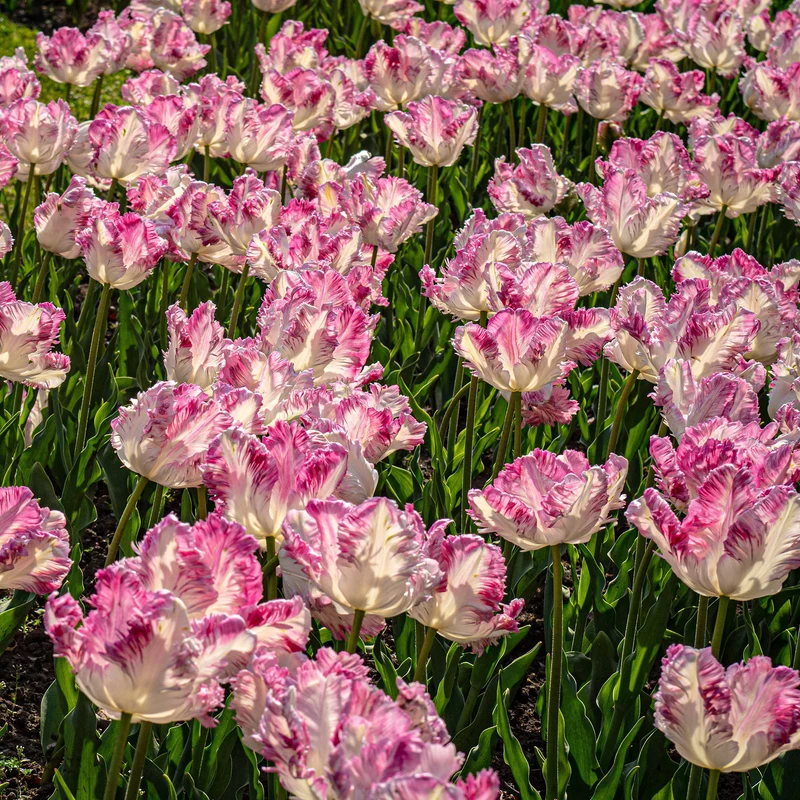 Tulpe 'Cabanna'