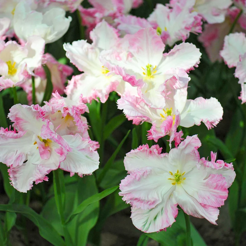 Tulpe 'Cabanna'