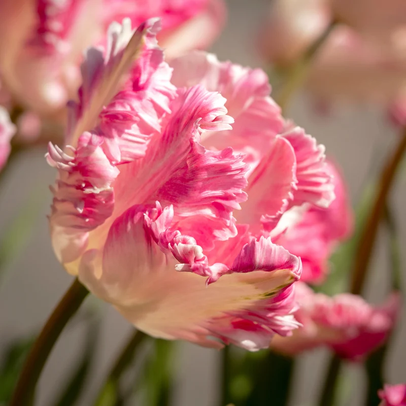 Tulpe 'Cabanna'