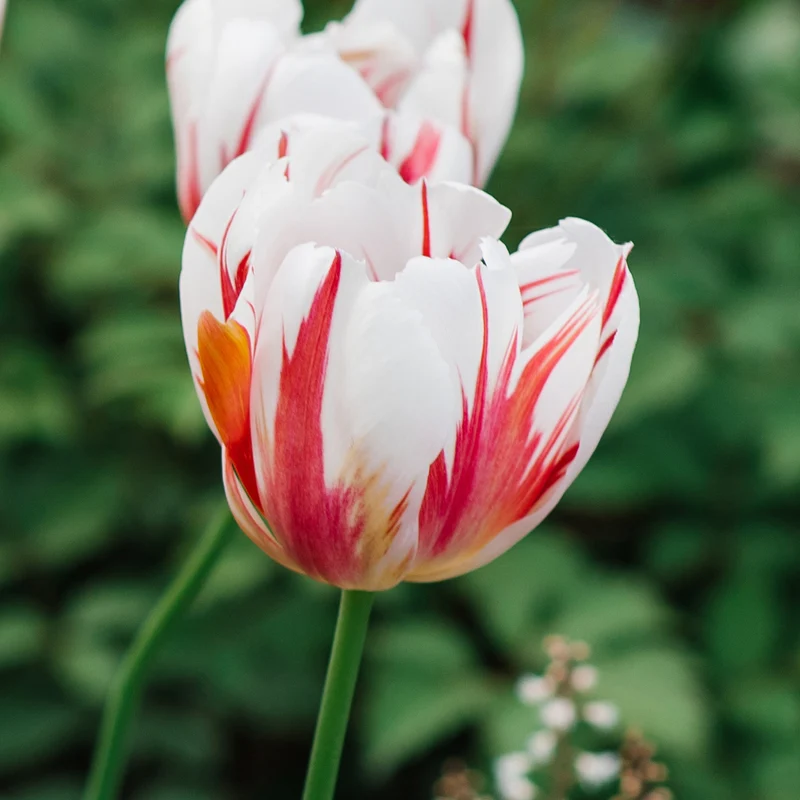 Tulpe 'Happy Generation'