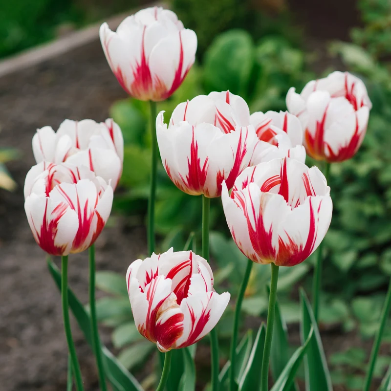 Tulpe 'Happy Generation'
