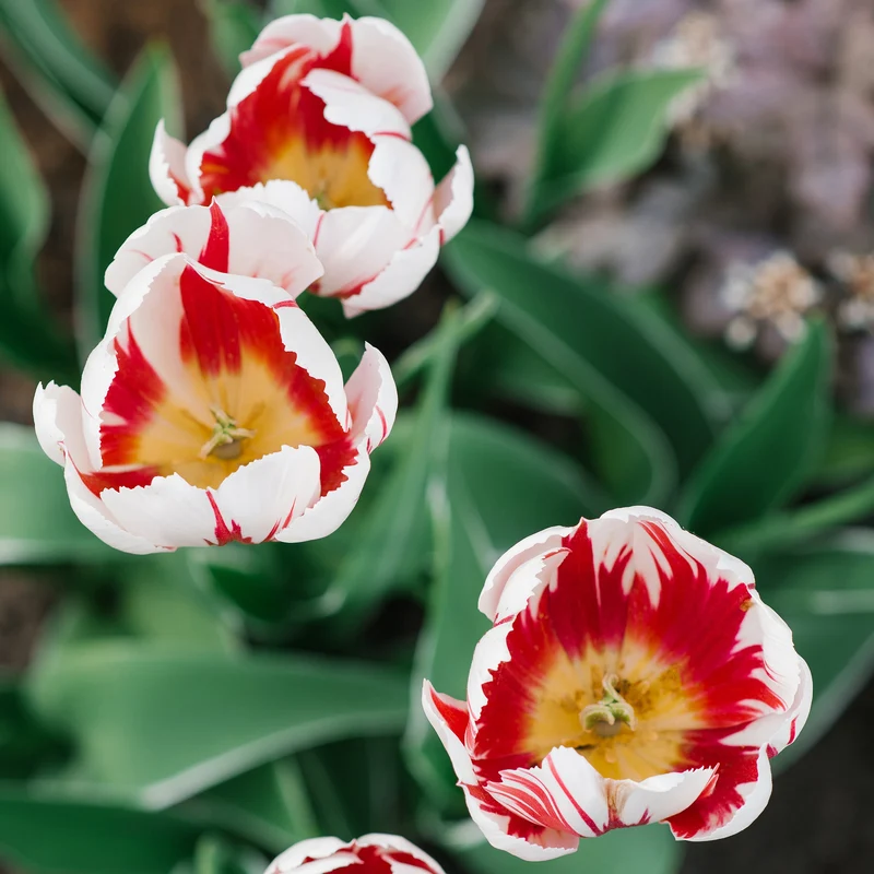 Tulpe 'Happy Generation'