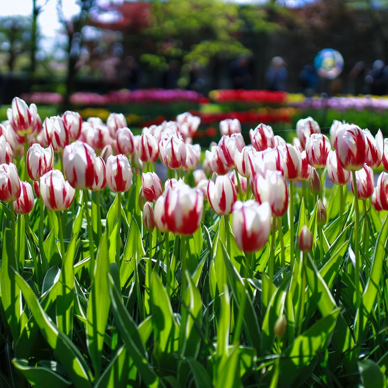 Tulpe 'Happy Generation'