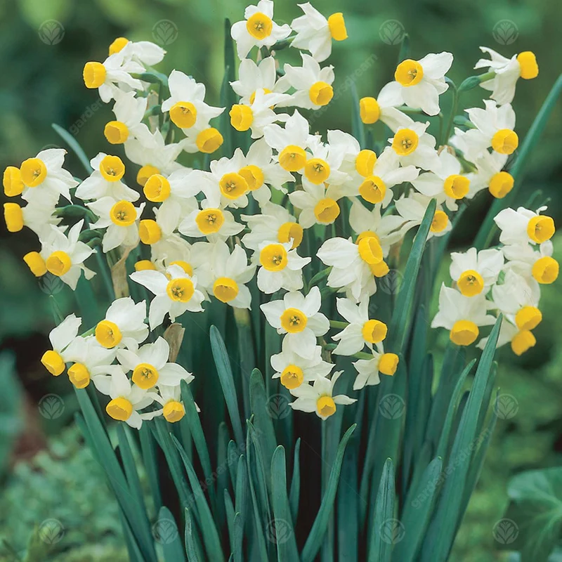 Narzisse 'Canaliculatus'