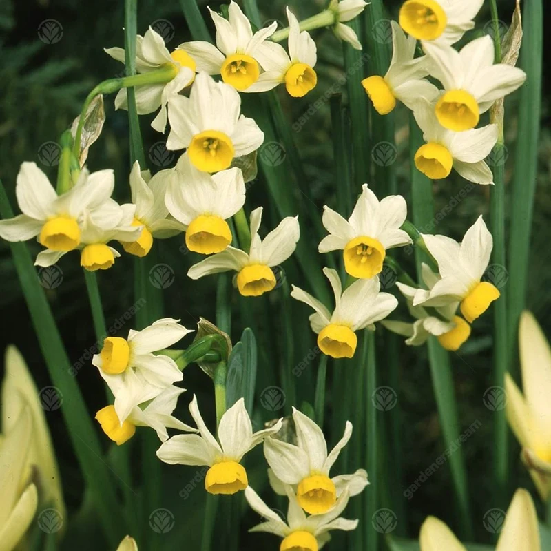 Narzisse 'Canaliculatus'