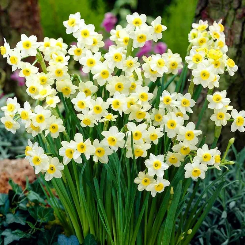 Narzisse 'Minnow'