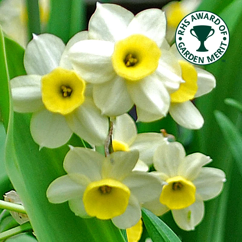 Narzisse 'Minnow'