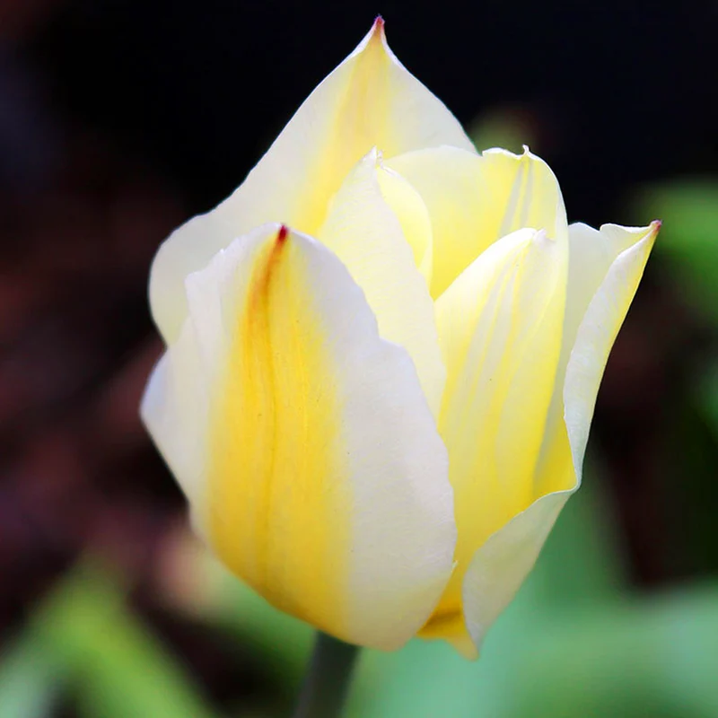 Tulpe 'Purissima'