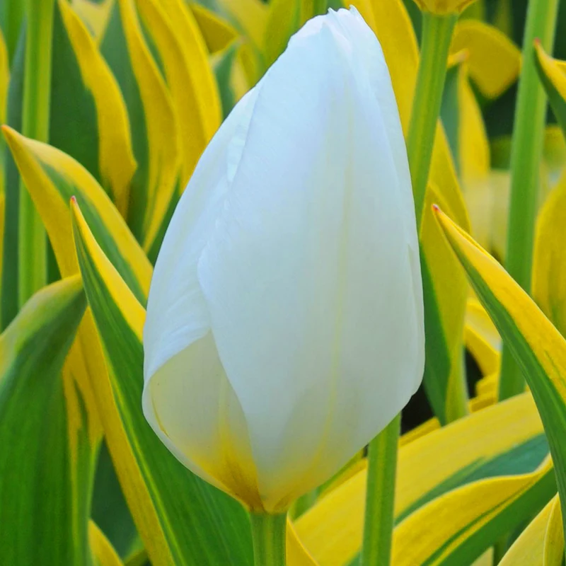 Tulpe 'Purissima'