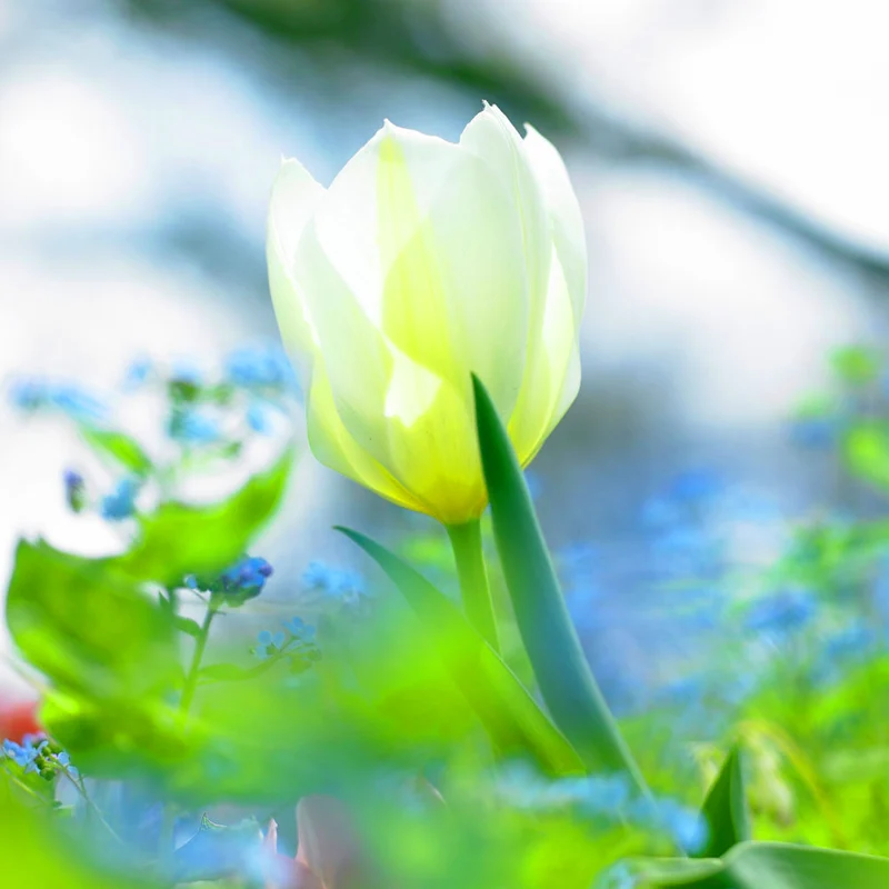 Tulpe 'Purissima'