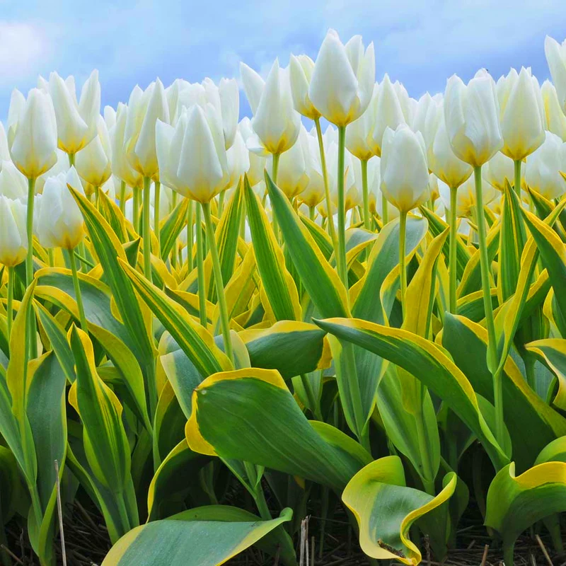 Tulpe 'Purissima'