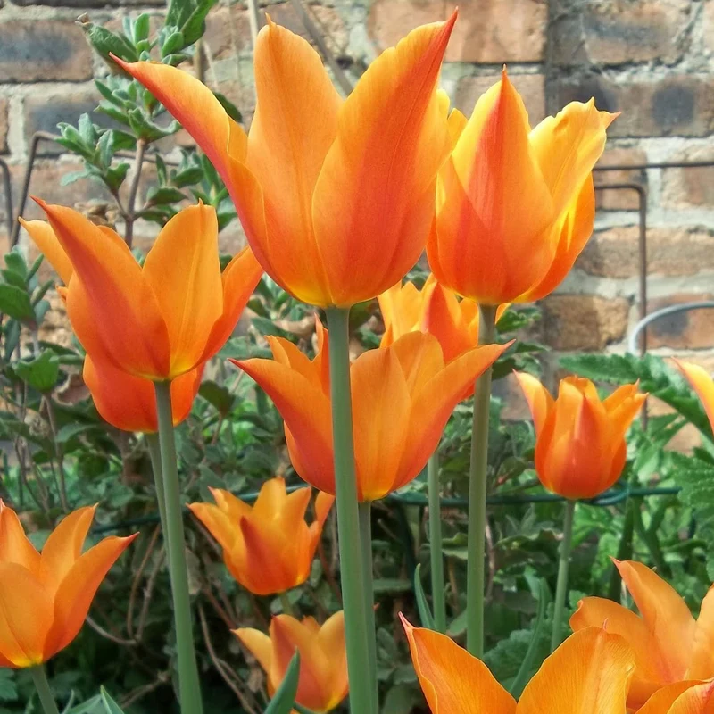 Tulpe 'Ballerina'