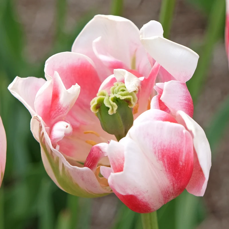 Tulpe 'Finola'