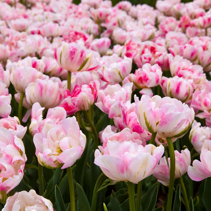 Tulpe 'Finola'
