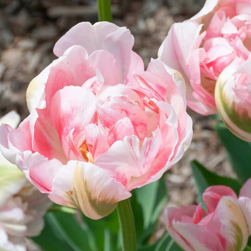 Tulpe 'Finola'