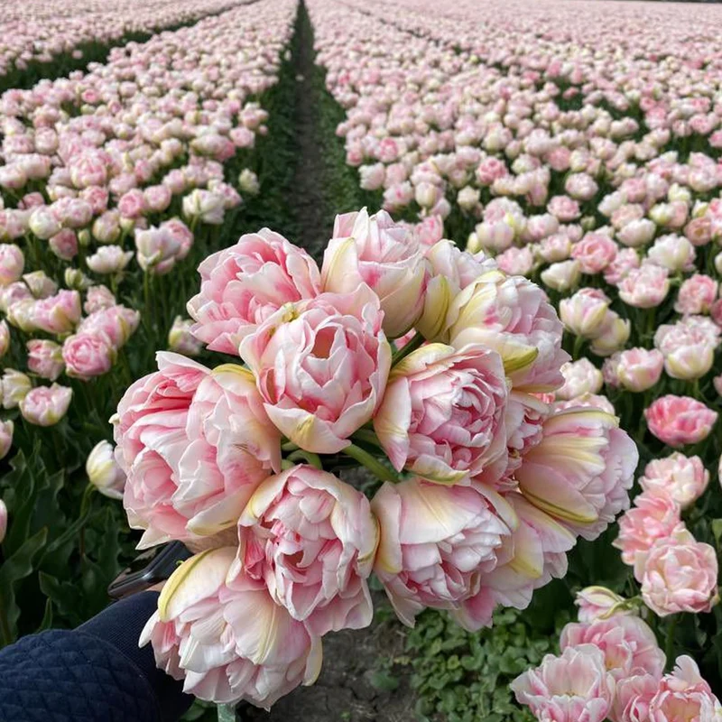 Tulpe 'Finola'