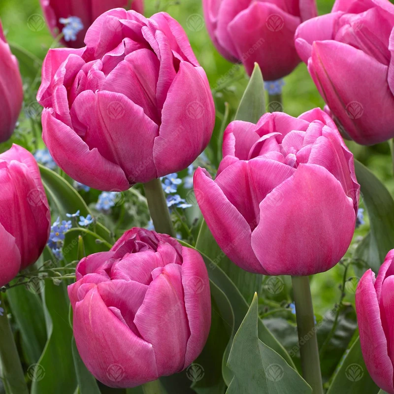 Tulpe 'Double You'