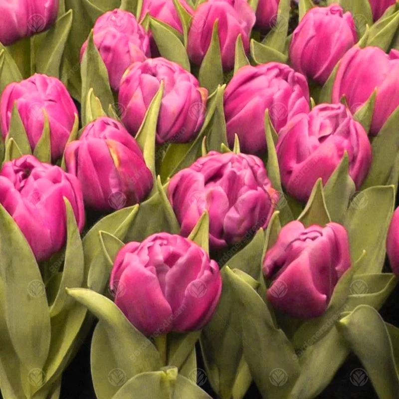 Tulpe 'Double You'