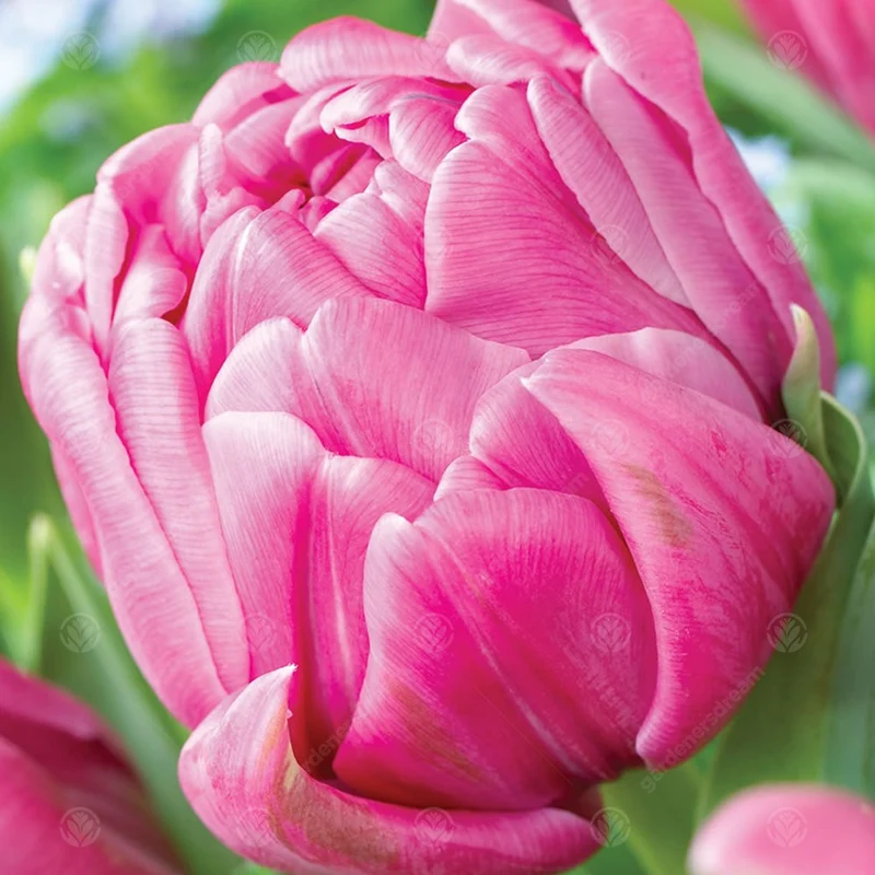 Tulpe 'Double You'